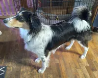 Daisy, a female English Shepherd for sale in Norwalk, WI – Photo 1 of 2