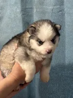 LUCY, a female Siberian Husky for sale in Adrian, MI – Photo 1 of 3