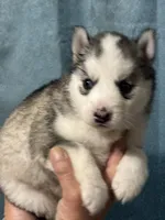 LUCY, a female Siberian Husky for sale in Adrian, MI – Photo 2 of 3