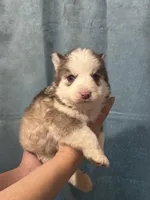 LUCY, a female Siberian Husky for sale in Adrian, MI – Photo 3 of 3