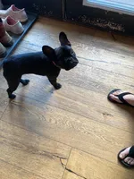 Tink, a female French Bulldog for sale in Cross Plains, TN – 5 of 7