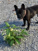 Tink, a female French Bulldog for sale in Cross Plains, TN – 4 of 7