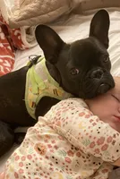 Tink, a female French Bulldog for sale in Cross Plains, TN – 6 of 7