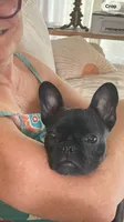 Tink, a female French Bulldog for sale in Cross Plains, TN – 2 of 7