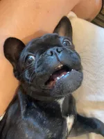 Tink, a female French Bulldog for sale in Cross Plains, TN – 3 of 7