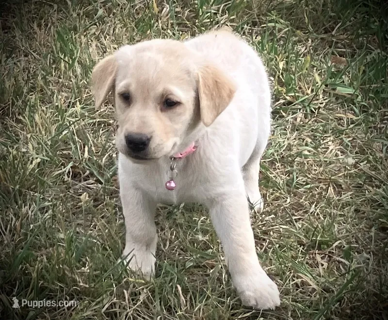 Benalli – Labrador Retriever puppy for sale in Augusta, WI