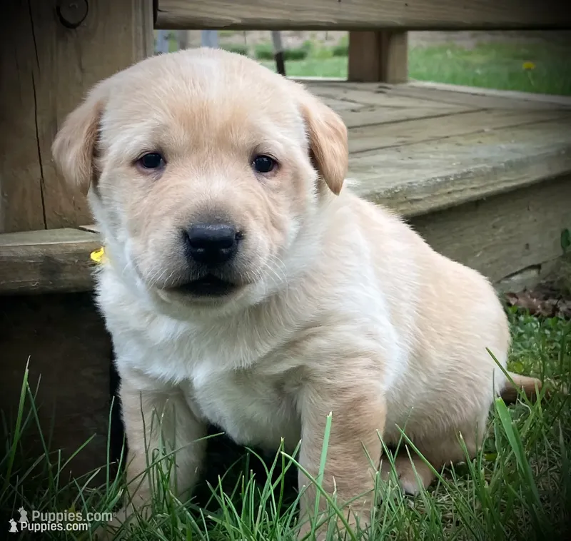 Belle – Labrador Retriever puppy for sale in Augusta, WI