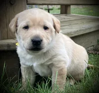 Belle, a female Labrador Retriever for sale in Augusta, WI – 6 of 7