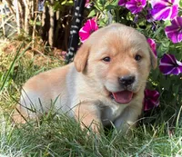 Kimber, a female Labrador Retriever for sale in Augusta, WI – 2 of 3