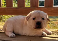 Taurus, a female Labrador Retriever for sale in Augusta, WI – 3 of 3