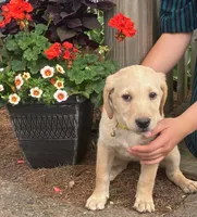 Bella, a female Labrador Retriever for sale in Augusta, WI – 3 of 3