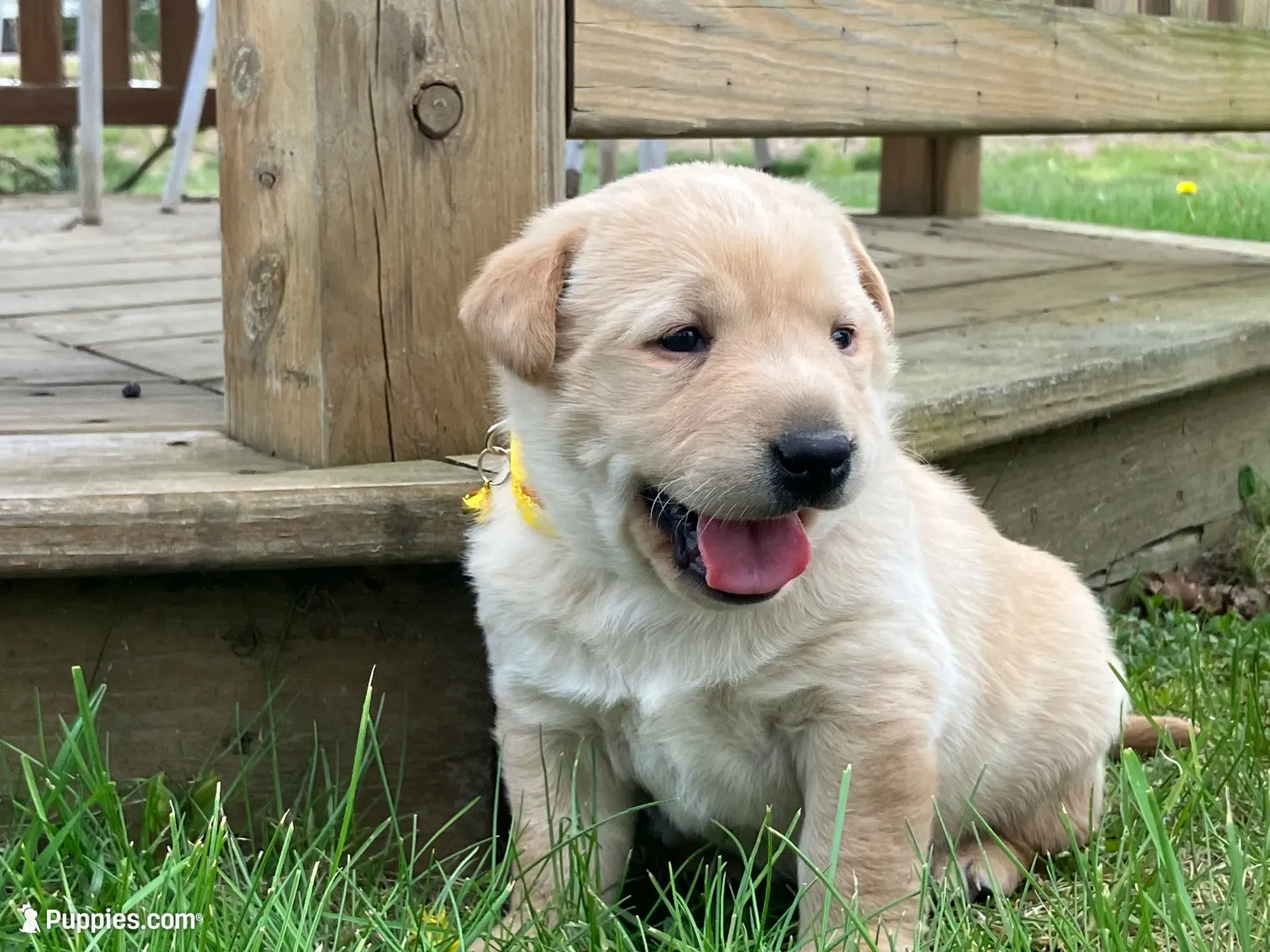 Belle, a female Labrador Retriever for sale in Augusta, WI – 7 of 7