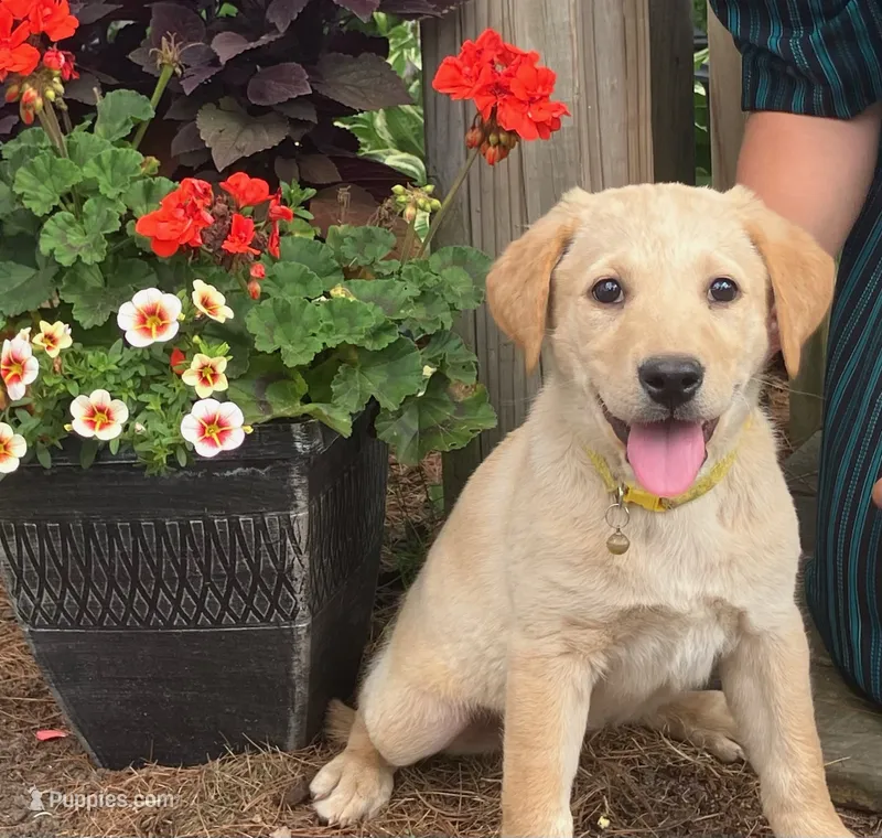 Belle – Labrador Retriever puppy for sale in Augusta, WI