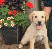 Bella, a female Labrador Retriever for sale in Augusta, WI – 1 of 3