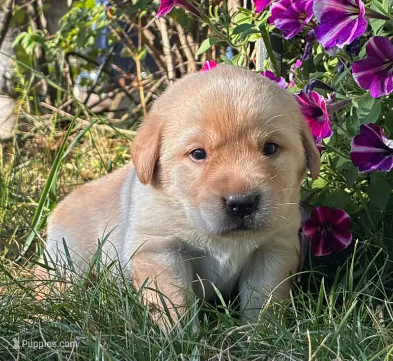 Kimber – Labrador Retriever puppy for sale in Augusta, WI