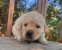 Hank , a male Labrador Retriever for sale in Augusta, WI – 2 of 3