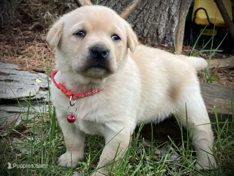 Trixy – Labrador Retriever puppy for sale in Augusta, WI