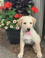 Bella, a female Labrador Retriever for sale in Augusta, WI – 2 of 3