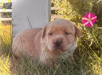 Benalli, a female Labrador Retriever for sale in Augusta, WI – 2 of 3