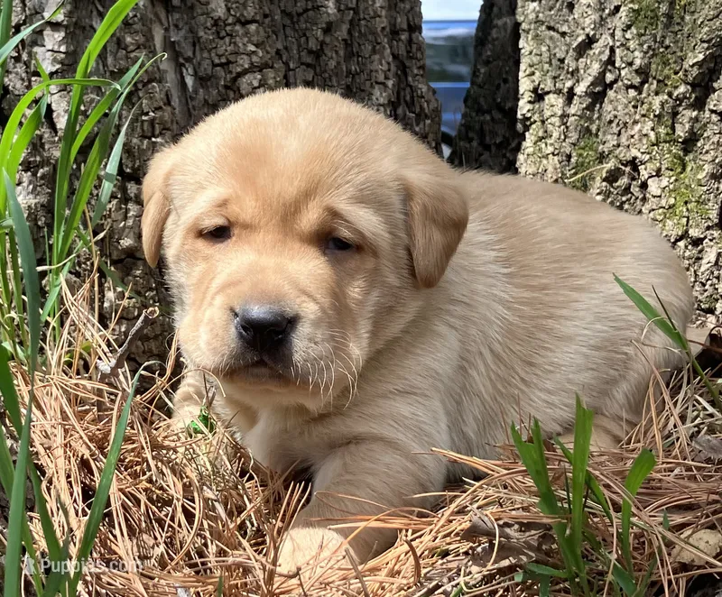 Sparky – Labrador Retriever puppy for sale in Augusta, WI
