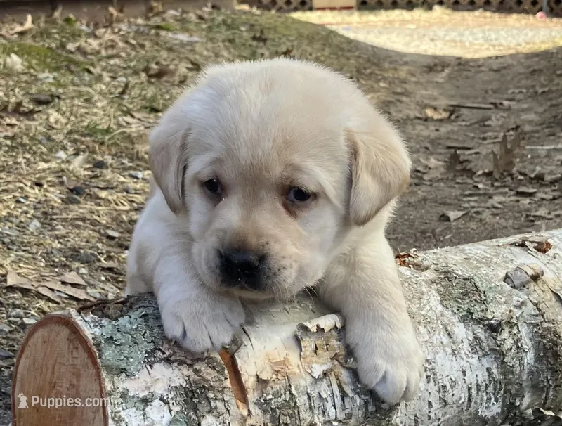 Sparkle – Labrador Retriever puppy for sale in Augusta, WI