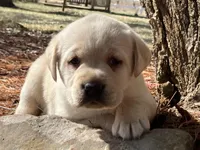 Sparkle, a female Labrador Retriever for sale in Augusta, WI – Photo 2 of 2