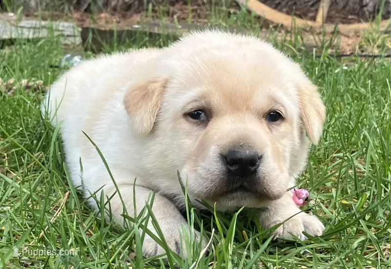 Benalli – Labrador Retriever puppy for sale in Augusta, WI