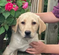 Star, a female Labrador Retriever for sale in Augusta, WI – 2 of 3