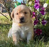 Kimber, a female Labrador Retriever for sale in Augusta, WI – 3 of 3