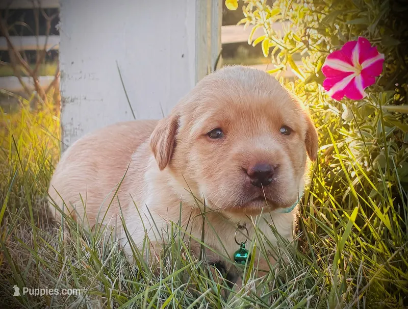 Benalli – Labrador Retriever puppy for sale in Augusta, WI