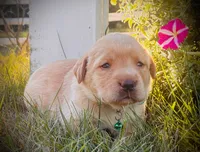 Benalli, a female Labrador Retriever for sale in Augusta, WI – 1 of 3