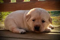 Taurus, a female Labrador Retriever for sale in Augusta, WI – 2 of 3