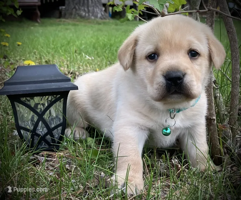 Star – Labrador Retriever puppy for sale in Augusta, WI