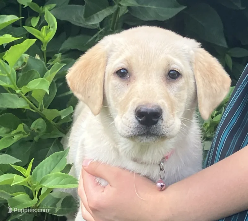 Benalli – Labrador Retriever puppy for sale in Augusta, WI
