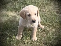 Belle, a female Labrador Retriever for sale in Augusta, WI – 4 of 7