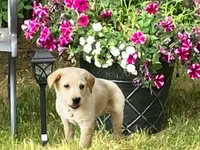 Belle, a female Labrador Retriever for sale in Augusta, WI – 2 of 7