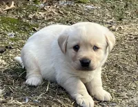Balto, a male Labrador Retriever for sale in Augusta, WI – Photo 2 of 2