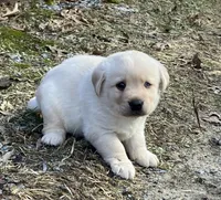 Balto, a male Labrador Retriever for sale in Augusta, WI – Photo 1 of 2