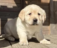 Jewel, a female Labrador Retriever for sale in Augusta, WI – Photo 3 of 3