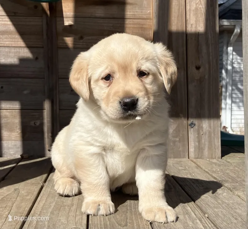 Jewel, a female Labrador Retriever for sale in Augusta, WI – Photo 1 of 3