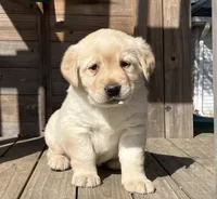 Jewel, a female Labrador Retriever for sale in Augusta, WI – Photo 1 of 3