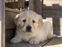 Jewel, a female Labrador Retriever for sale in Augusta, WI – Photo 2 of 3
