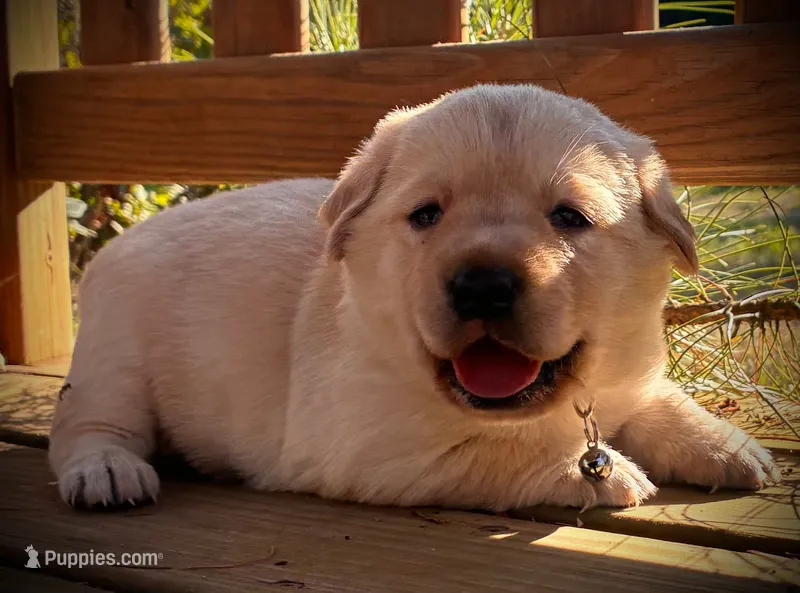 Taurus – Labrador Retriever puppy for sale in Augusta, WI