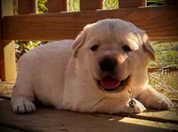 Taurus, a female Labrador Retriever for sale in Augusta, WI – 1 of 3