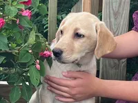 Star, a female Labrador Retriever for sale in Augusta, WI – 3 of 3