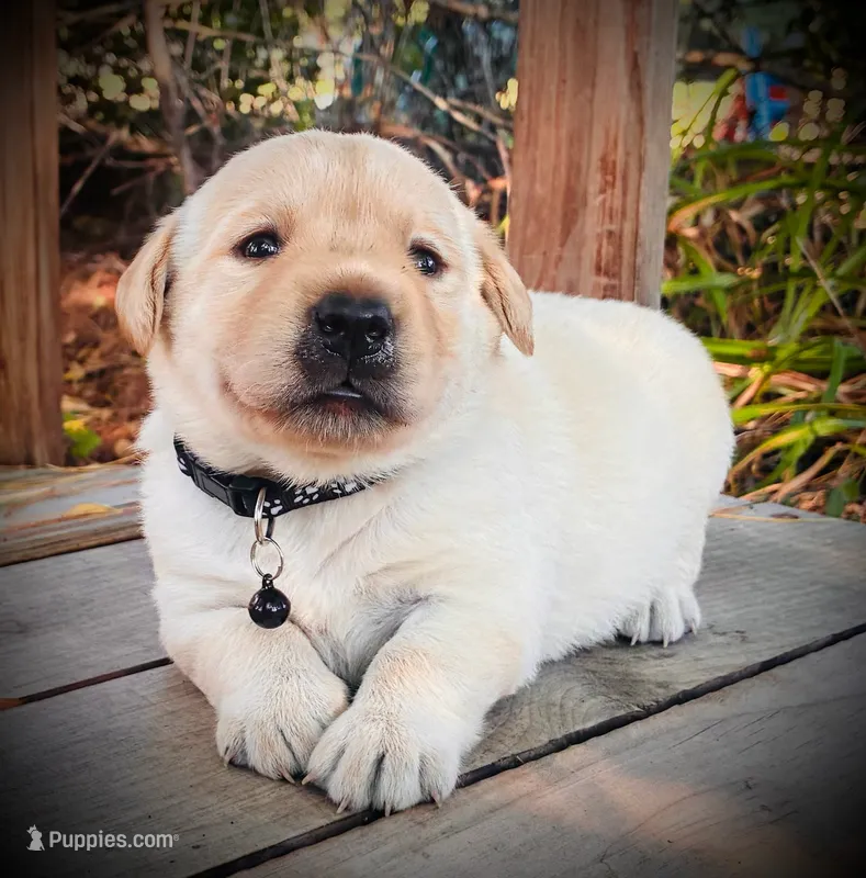Hank  – Labrador Retriever puppy for sale in Augusta, WI