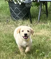Belle, a female Labrador Retriever for sale in Augusta, WI – 3 of 7
