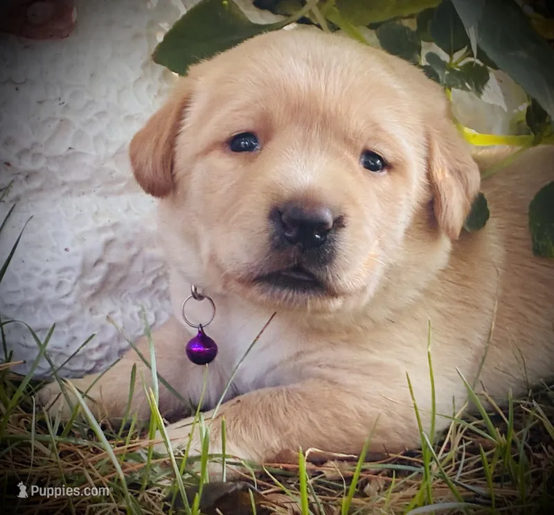 Beretta – Labrador Retriever puppy for sale in Augusta, WI