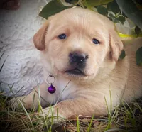 Beretta, a female Labrador Retriever for sale in Augusta, WI – 1 of 2