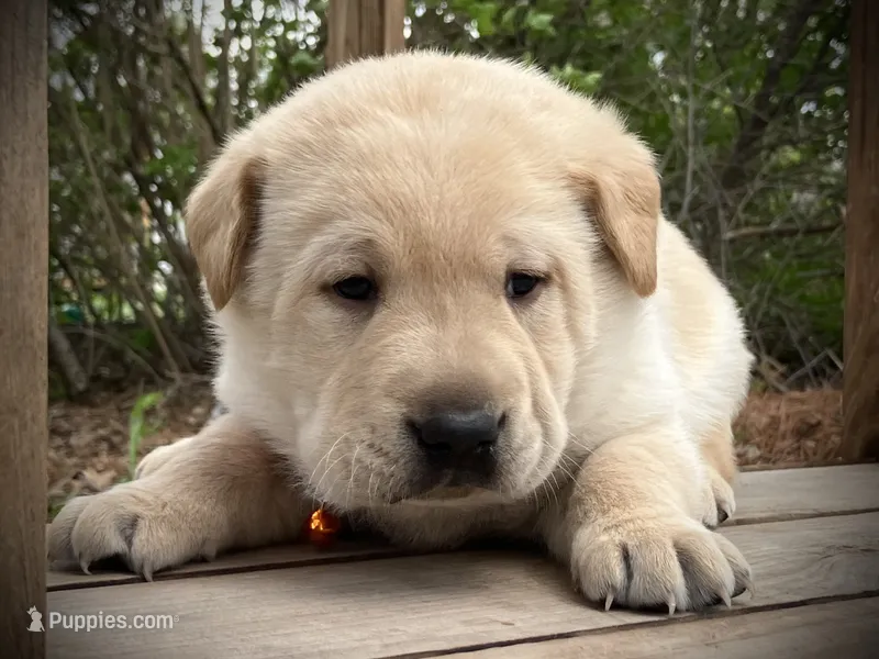 Winchester – Labrador Retriever puppy for sale in Augusta, WI